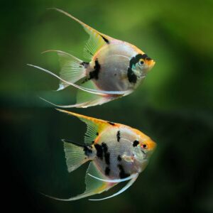 two angelfish