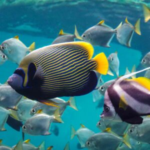 emperor angelfish and zanclus with other marine fish