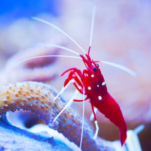 Invertebrates
