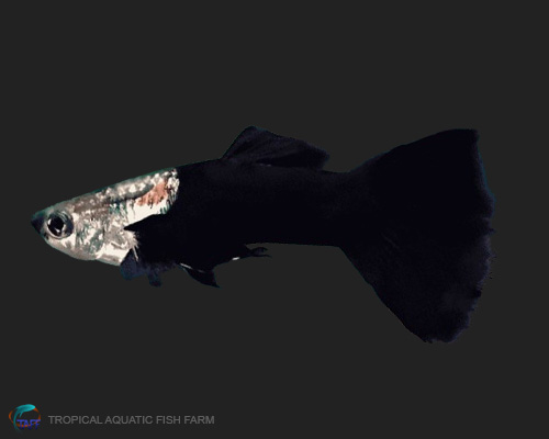 Black Guppy for wholesale importers and retailers in Europe, U.S., Middle East, South Korea, Japan, and China.