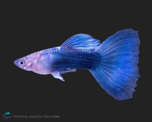 Blue Neon Guppy for wholesale importers and retailers in Europe, U.S., Middle East, South Korea, Japan, and China.