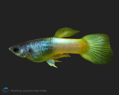 Bumblebee Guppy for wholesale importers and retailers in Europe, U.S., Middle East, South Korea, Japan, and China.