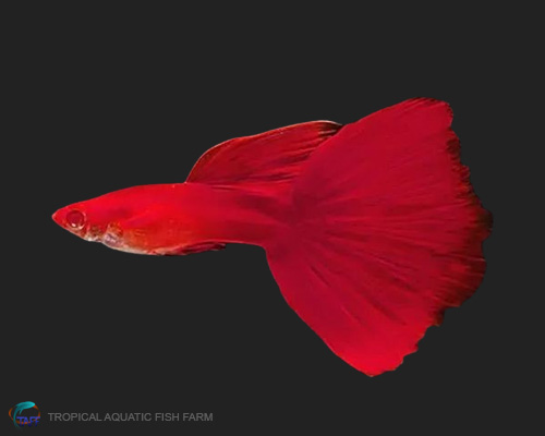 Chilli Red Guppy for wholesale importers and retailers in Europe, U.S., Middle East, South Korea, Japan, and China.