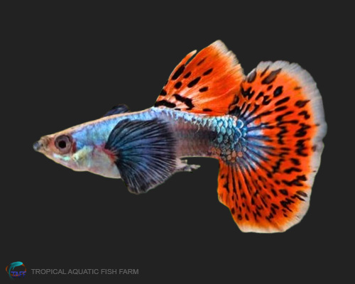 Elephant Ear Guppy for wholesale importers and retailers in Europe, U.S., Middle East, South Korea, Japan, and China.