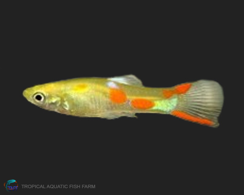 Rare Endler Yellow Miracle Guppy for wholesale importers and retailers in Europe, U.S., Middle East, South Korea, Japan, and China.