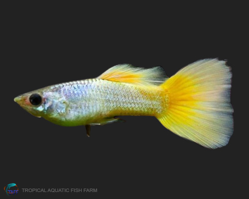 German Yellow Guppy for wholesale importers and retailers in Europe, U.S., Middle East, South Korea, Japan, and China.