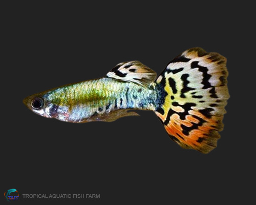 Leopard Tail Guppy for wholesale importers and retailers in Europe, U.S., Middle East, South Korea, Japan, and China.