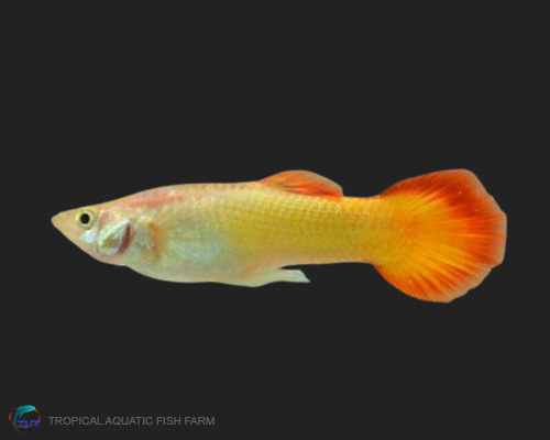 Micariff Sunset Guppy for wholesale importers and retailers in Europe, U.S., Middle East, South Korea, Japan, and China.