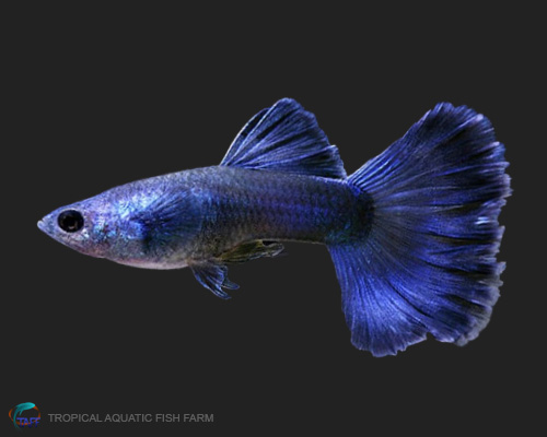 Moscow Blue Guppy for wholesale importers and retailers in Europe, U.S., Middle East, South Korea, Japan, and China.