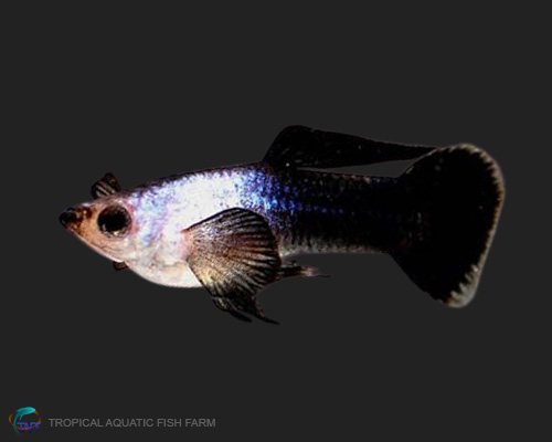 Panda Guppy for wholesale importers and retailers in Europe, U.S., Middle East, South Korea, Japan, and China.