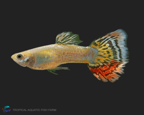 Pineapple Mosaic Guppy for wholesale importers and retailers in Europe, U.S., Middle East, South Korea, Japan, and China.