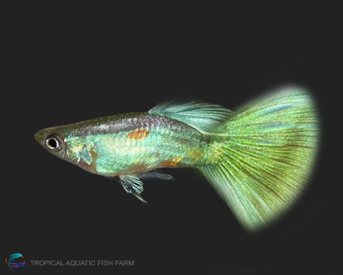 Power Green Guppy for wholesale importers and retailers in Europe, U.S., Middle East, South Korea, Japan, and China.
