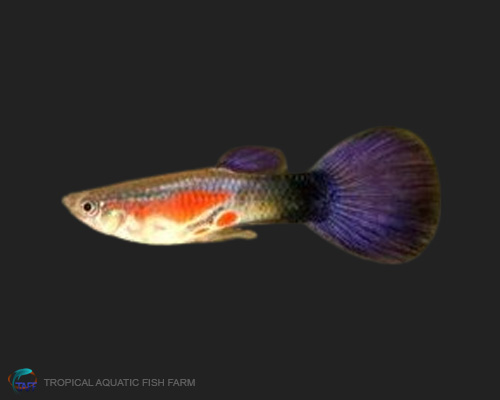 Rare Purple Queen Guppy for wholesale importers and retailers in Europe, U.S., Middle East, South Korea, Japan, and China.