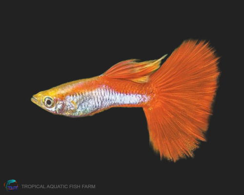 Rainbow Guppy for wholesale importers and retailers in Europe, U.S., Middle East, South Korea, Japan, and China.