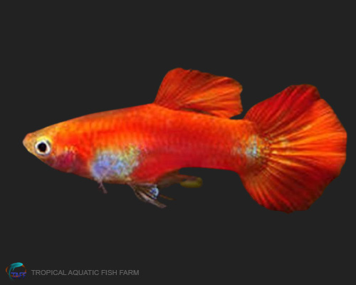 Red Blond Guppy for wholesale importers and retailers in Europe, U.S., Middle East, South Korea, Japan, and China.