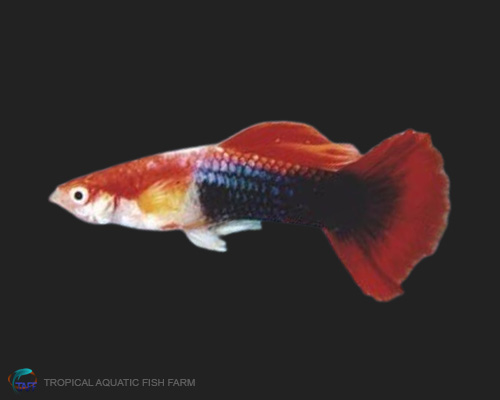 Red Blond Tuxedo Guppy for wholesale importers and retailers in Europe, U.S., Middle East, South Korea, Japan, and China.