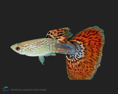 Red Cobra Guppy for wholesale importers and retailers in Europe, U.S., Middle East, South Korea, Japan, and China.