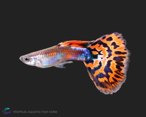 Red Mosaic Guppy for wholesale importers and retailers in Europe, U.S., Middle East, South Korea, Japan, and China.