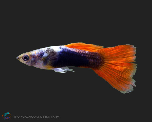 Silver Tuxedo Guppy for wholesale importers and retailers in Europe, U.S., Middle East, South Korea, Japan, and China.