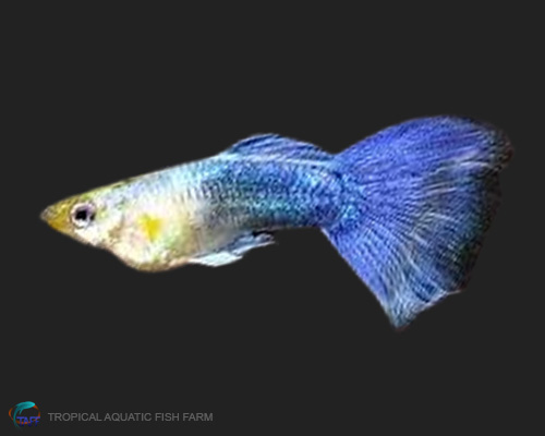Turquoise Blue Guppy for wholesale importers and retailers in Europe, U.S., Middle East, South Korea, Japan, and China.