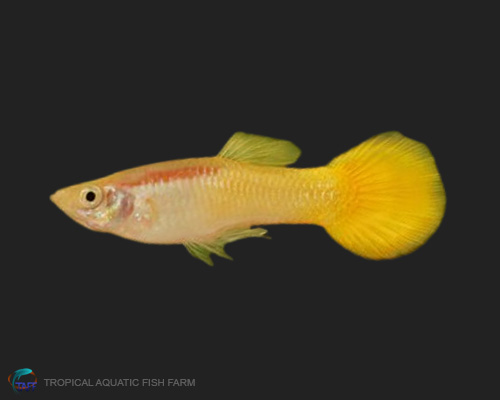 Yellow Guppy for wholesale importers and retailers in Europe, U.S., Middle East, South Korea, Japan, and China.