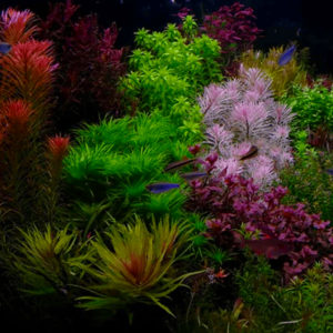 Aquatic plants for export